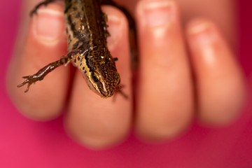 Studied Newt 3