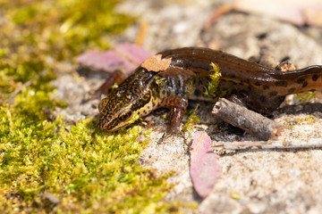 Wild newt