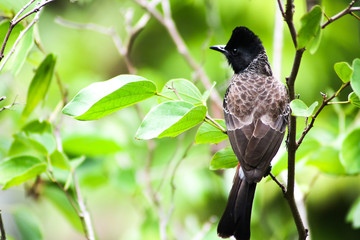 oiseau branche nature 