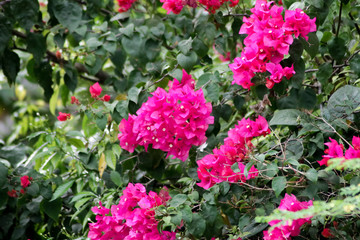 Fototapeta na wymiar fleur rose 