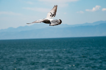 Fototapeta na wymiar 海に向かって飛び立つ鳩２
