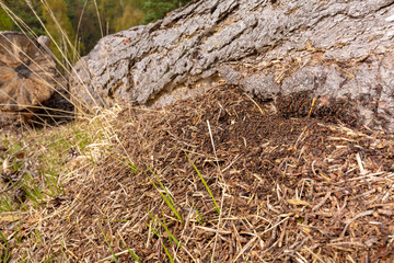 Nesting under log 1