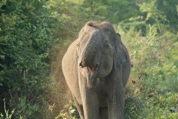 elephant nature safari 