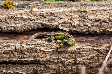 Lizard on log