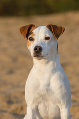 Jack Russel Terrier