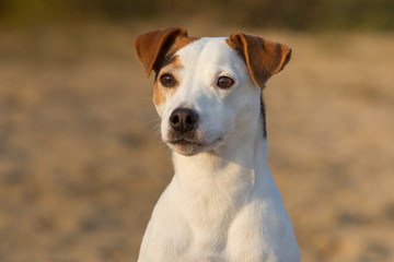 wunderschöner Jack Russel Terrier Rüde an einem Strand, schöne Fellzeichnung