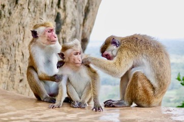 famille singes Sri Lanka 