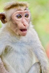 singe Sri Lanka nature 