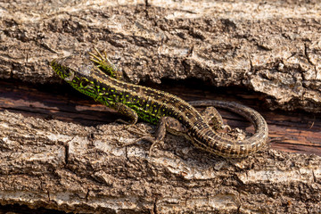 Lizard on log 2