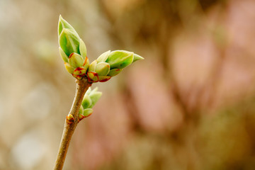 Spring vibes. Flowering plants.
