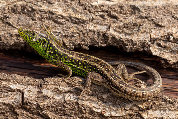 Lizard on log 3