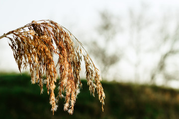 Yellow grass. Spring vibes