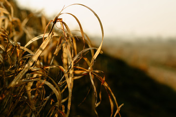Yellow grass. Spring vibes