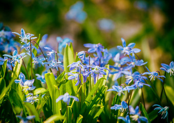 Close-up of tender flowers of blue spring scilla siberica on nature forest background, selective soft focus