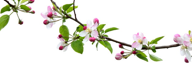 Apfelbaumblüten - freigestellt und isoliert vor weißen Hintergrund 