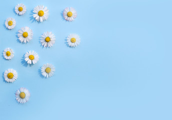 Daisy’s flowers on pastel blue background with copy space , flat lay view 