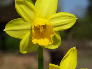 Blüten im Frühling an Ostern in Deutschland