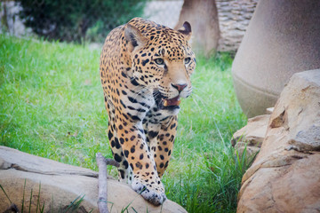 leopard