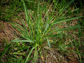 Textur Struktur Gras im Frühling