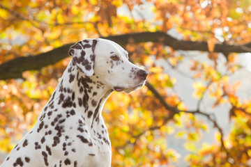 Dalmatiner im Herbst