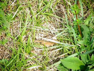 Textur Struktur Gras im Frühling