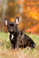Französische Bulldogge im Herbst