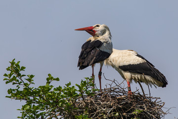 Weißstorchenpaar 24