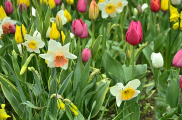Obraz premium colorful tulips in the garden
