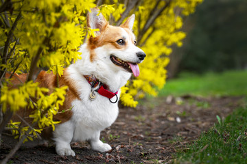 Happy and active purebred Welsh Corgi dog posing outdoors in spring in the park on a sunny  day.