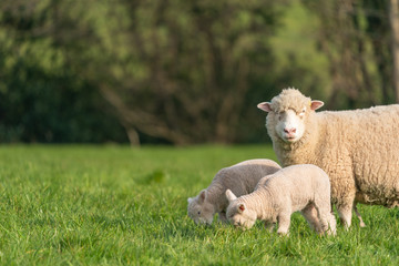 Ewe with lambs.