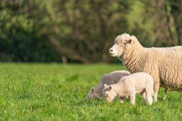 Ewe with lambs.