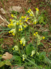 Bl&uuml;ten im Fr&uuml;hling in Deutschland an Ostern
