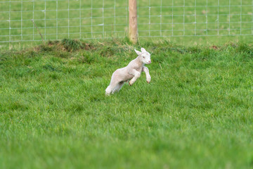 Lamb playing.