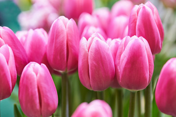 Obraz premium сlose-up of pink tulips for backgrounds