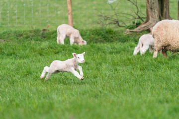 Lamb playing.