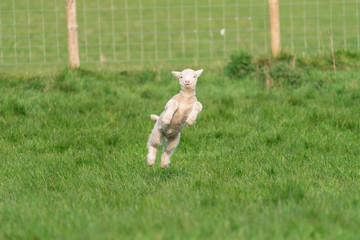 Lamb playing.
