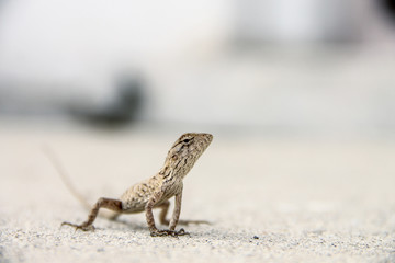 The Chameleon in urban wild