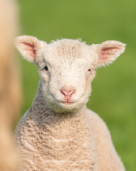Lamb portrait.