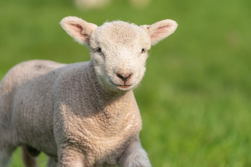 Obraz premium Lamb portrait.