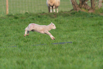 Lamb playing. © Evan