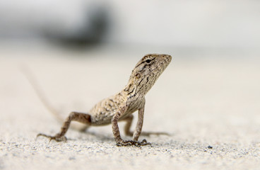 The Chameleon in urban wild