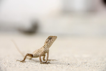 The Chameleon in urban wild