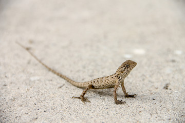 The Chameleon in urban wild
