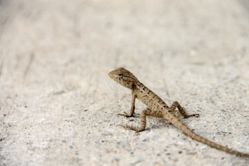The Chameleon in urban wild