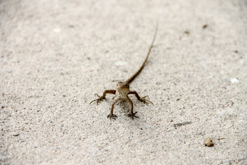 The Chameleon in urban wild