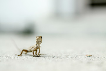 The Chameleon in urban wild