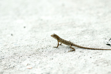 The Chameleon in urban wild
