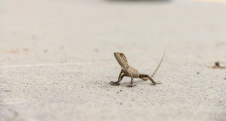 The Chameleon in urban wild