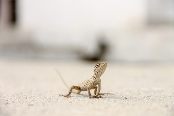 The Chameleon in urban wild