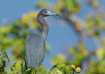 Little Blue Heron 